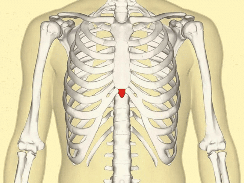 Các xương sườn được liên kết với cột sống thắt lưng tạo thành một bộ khung vững chắc
