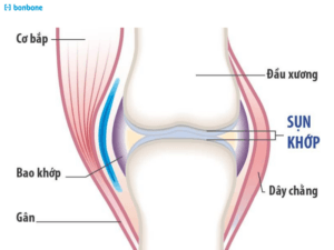 Sự khác biệt giữa sụn khớp và xương dưới sụn: Phân tích chi tiết từ góc độ sinh học và cơ học