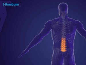 Cấu trúc và chức năng của đĩa đệm trong cột sống: Phân tích chi tiết từ góc độ sinh học